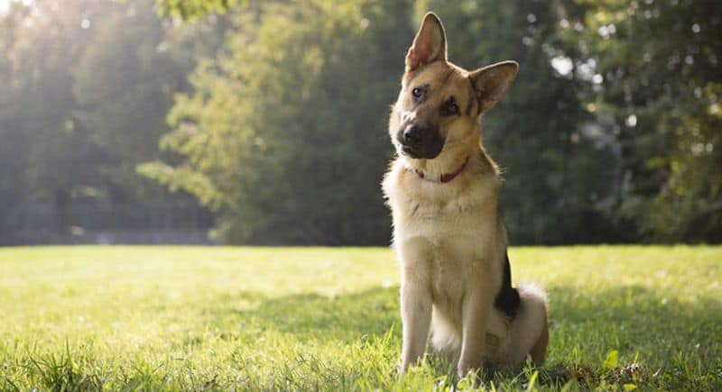 long haired german shepherd shedding