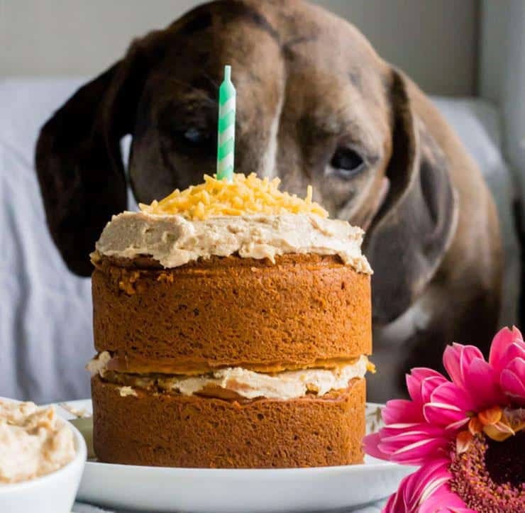 Dog staring at mini dog birthday cake