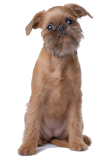 Brussels Griffon