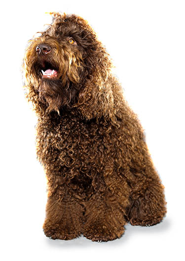 Barbet dog