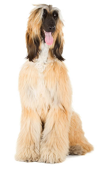 Afghan Hound