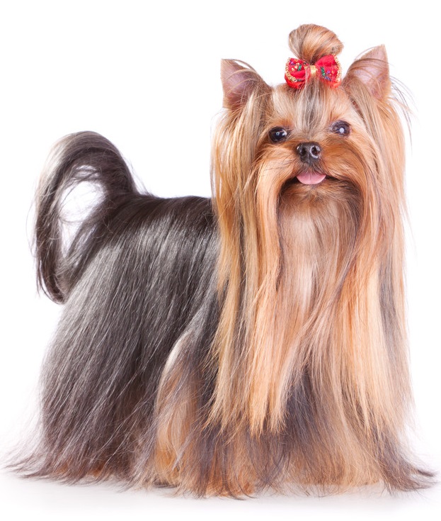 31 Dog Grooming Styles And Trims PlayBarkRun   Yorkie Showgroom1 