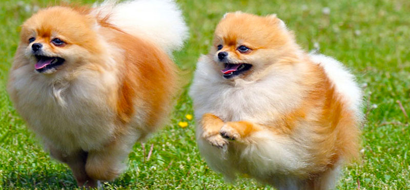 big fluffy cute dogs