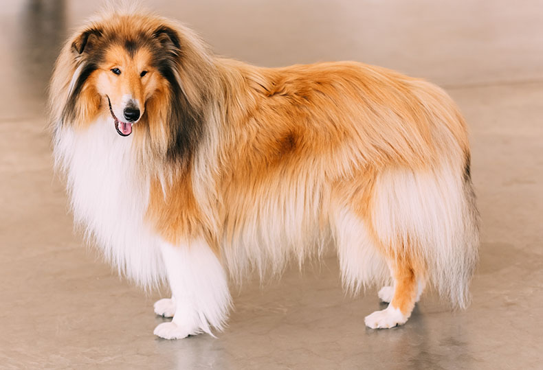 rough-collie