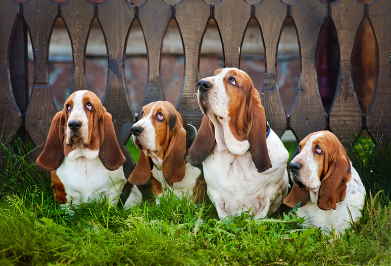 basset-hound