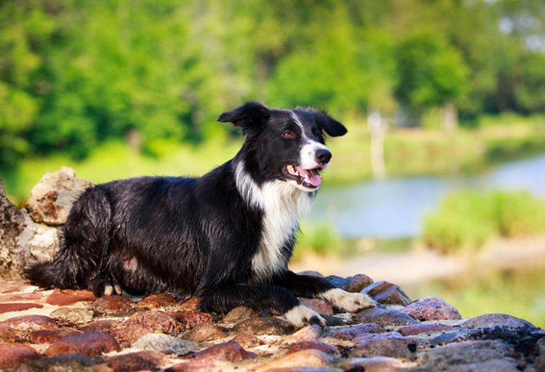 12 Dogs That Don't Drool PlayBarkRun