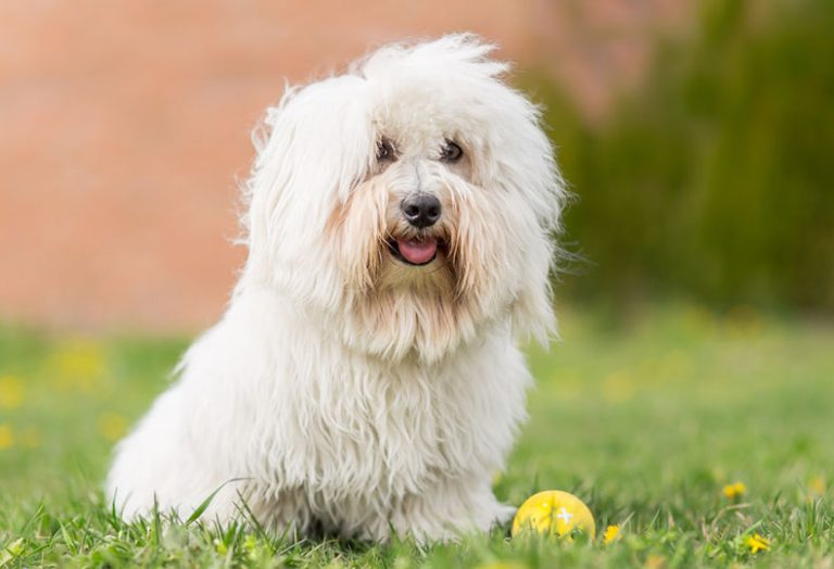 17 LongHaired Dog Breeds [and Grooming Tips] PlayBarkRun
