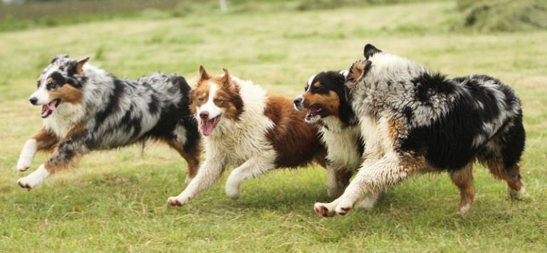 best brush for aussie