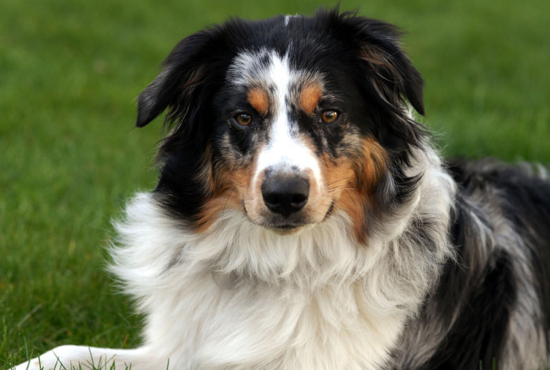 Best Brush for Australian Shepherds [Shedding and Grooming]