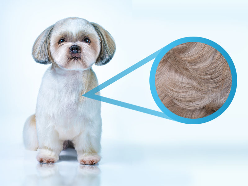 what is the best professional dog grooming clippers