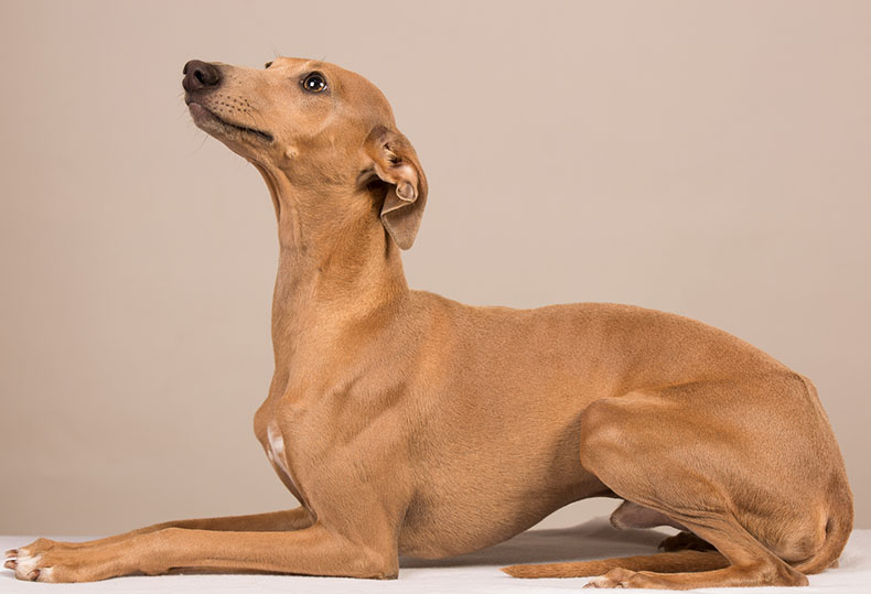 italian-greyhound