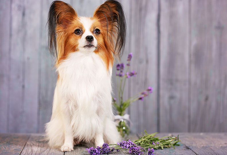 Papillon​