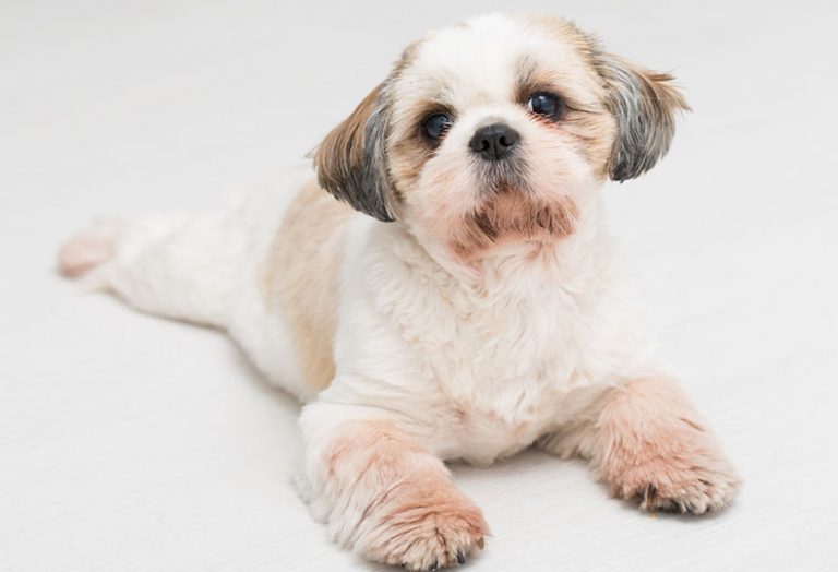 Best Brush for Shih Tzus Master Groomer Explains PlayBarkRun