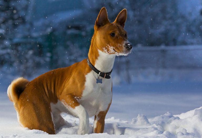 What are the 17 Hardest Dog Breeds to Train? PlayBarkRun