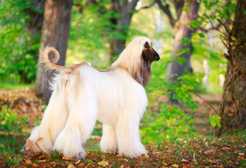 what dog breed has the longest hair