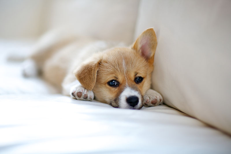 do corgi puppies shed