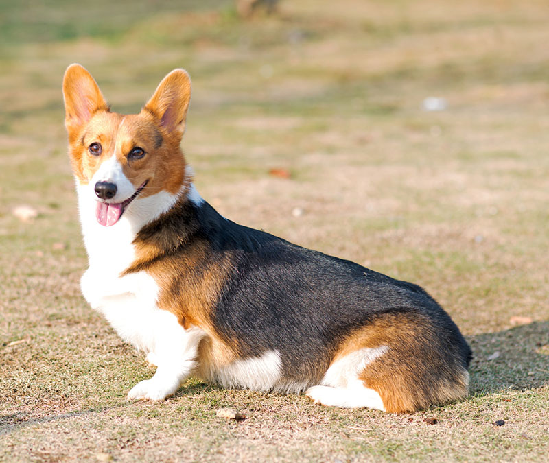 Corgi blowing coat sale