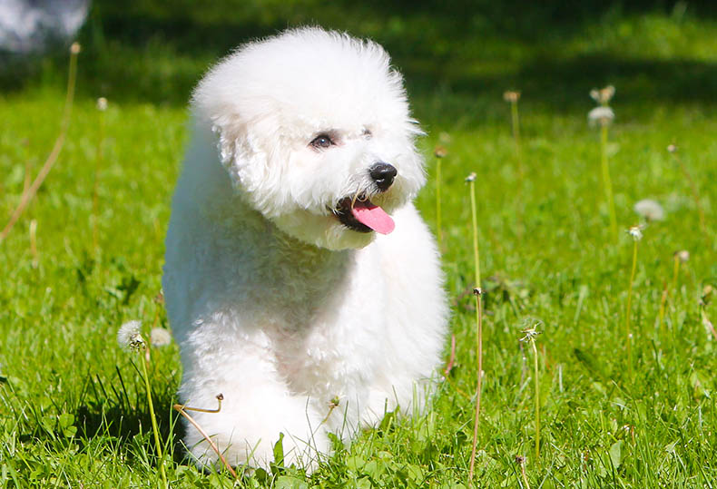 Miniature curly haired outlet dog