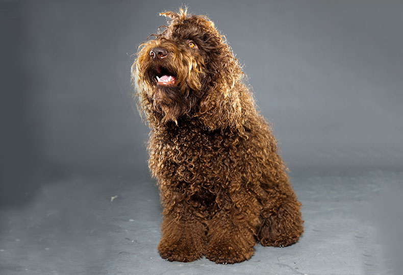 Short curly outlet hair dog