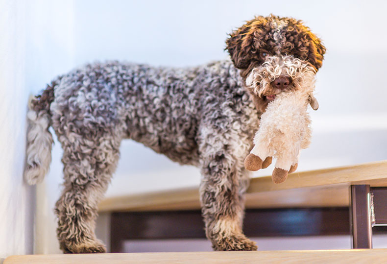 are curly coated retriever aggressive