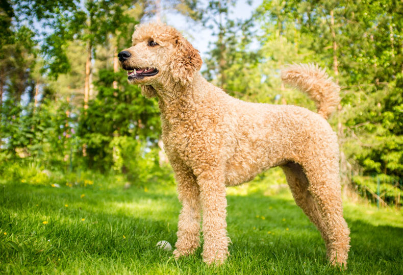 big curly hair dog