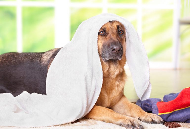 German Shepherd Shedding The Full Guide to Control Dog Shedding