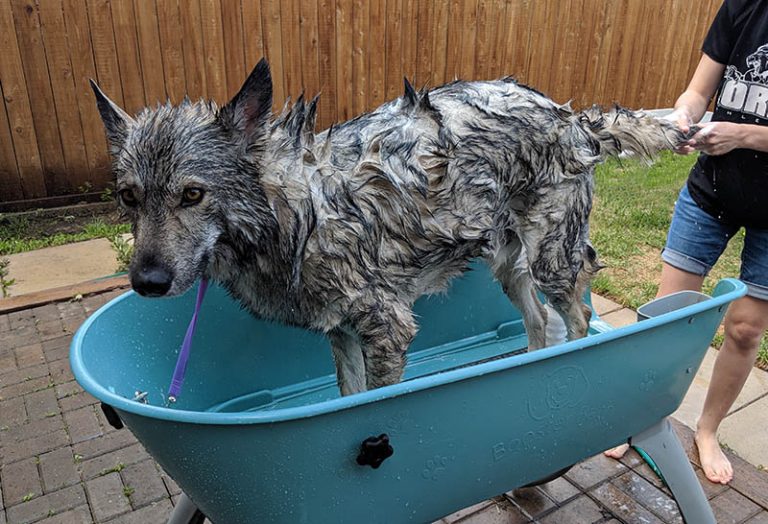 How To Bathe Your Dog Properly [Tips from a Pro Groomer] PlayBarkRun