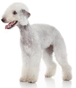 Bedlington Terrier