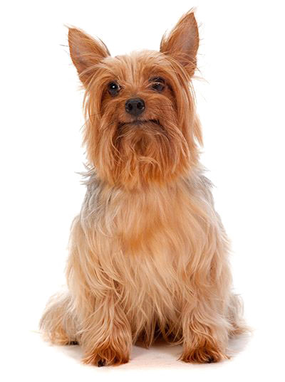 Australian Silky Terrier