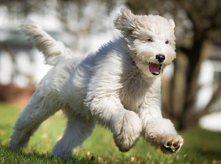 Are Labradoodles Hypoallergenic? Do They Shed? PlayBarkRun