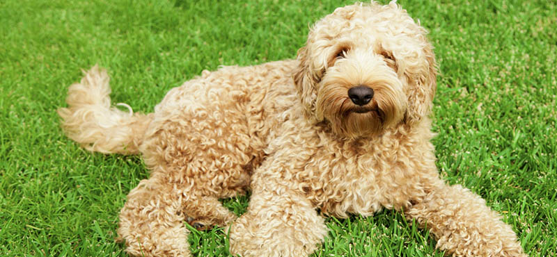 Best clippers clearance for a labradoodle