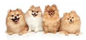 Pomeranian Haircut Styles - Expert Groomer Explains