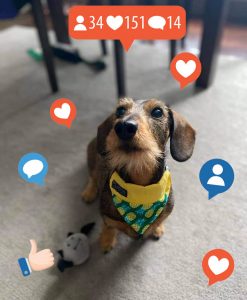 How much to tip your dog groomer? A groomer tells her story