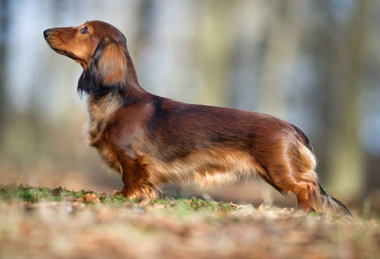 Dachshund Colors, Patterns, and Markings PlayBarkRun