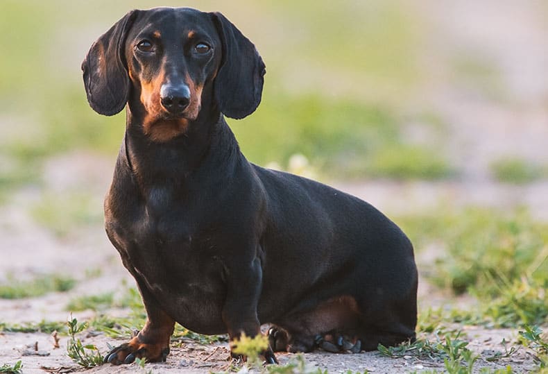 All black outlet weiner dog