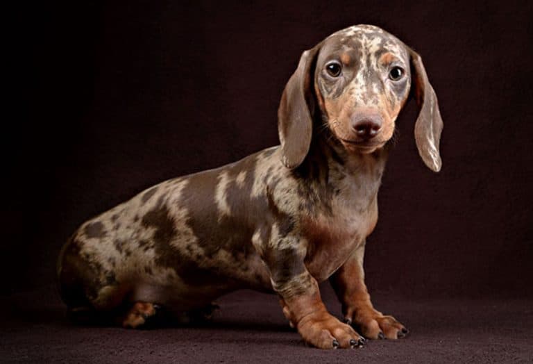 broken coat mini dachshund