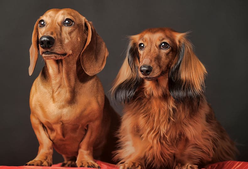 Two red colored dachshunds