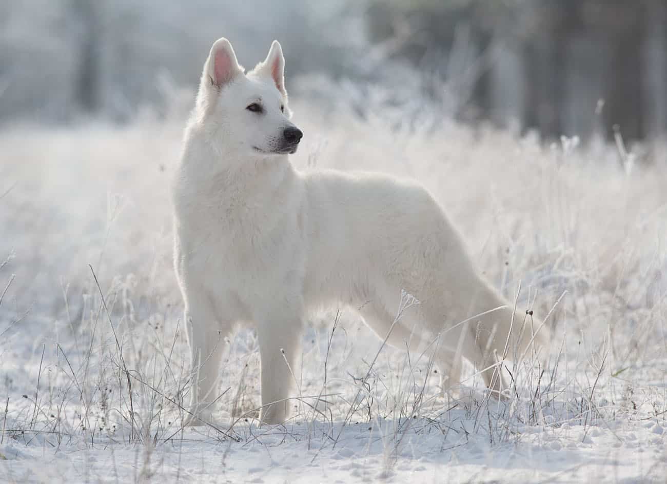 11 Dogs That Look Like German Shepherds - PlayBarkRun