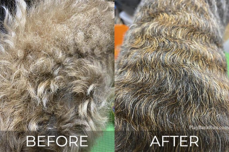 Hand Stripping Dogs Expert Groomer Explains Everything PlayBarkRun