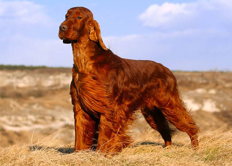 Irish Setter on a windy day