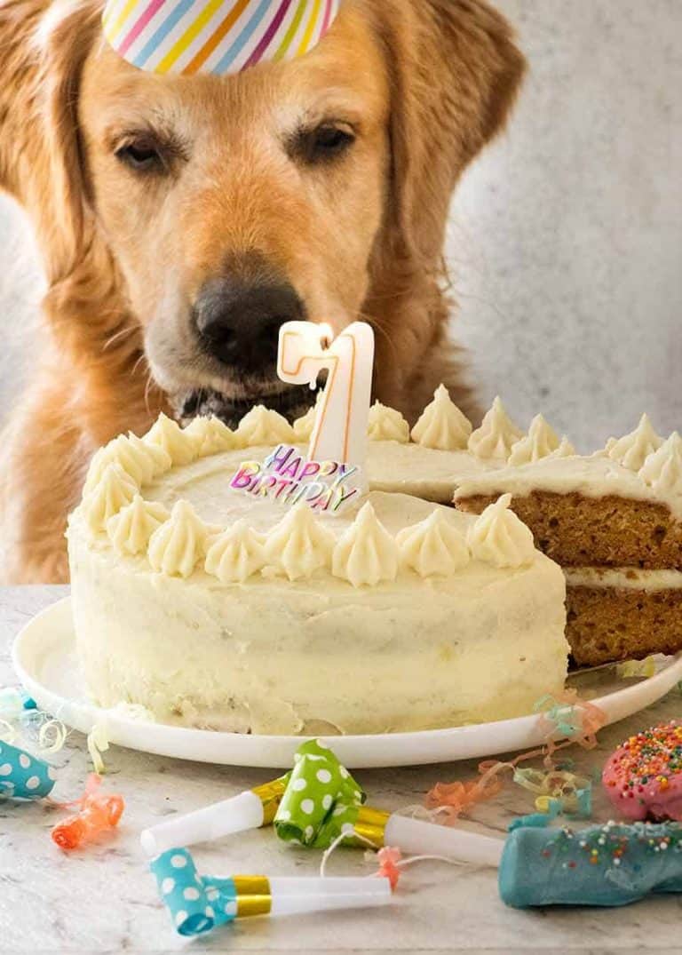 15 Dog Birthday Cake & Cupcake Homemade Recipes PlayBarkRun