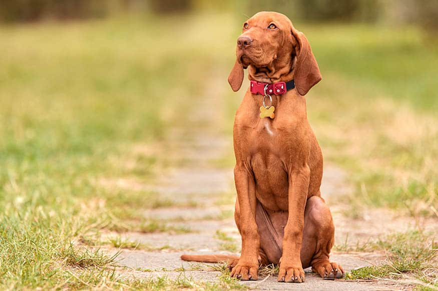 Red 2024 hunting dog