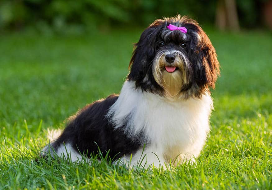 White Havanese Puppy Cut