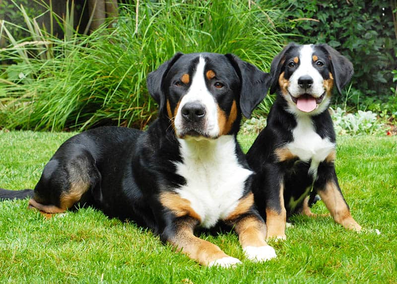 Tri colored deals large dog breeds