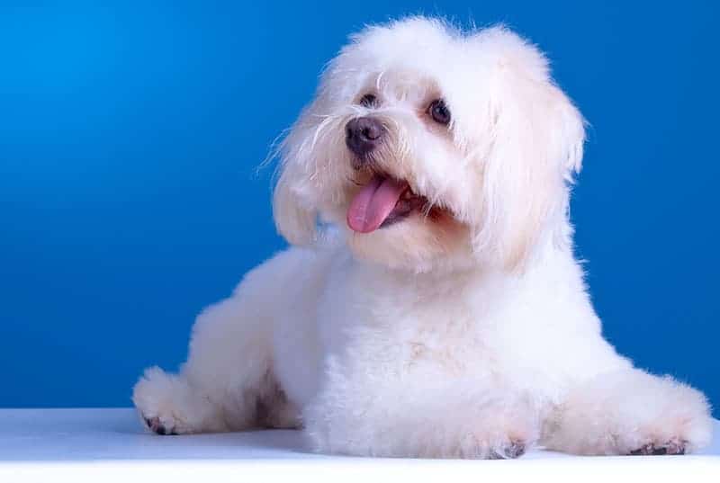 what causes tear staining in maltese dogs